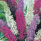 20 Unids Jardín Exótico Flor Rara Planta Multicolor Buddleia Mariposa Arbusto Semillas Semillas de Jardinería para Plantar Ahora Semillas de arbusto de mariposa