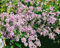 Aster cordifolius 'Ideal' ca. 11x11 cm Topf - Herzblatt-Aster, lavendelblaue Blüten, Blütezeit September-Oktober, ideal für Rabatten, bienenfreundlich, pflegeleicht