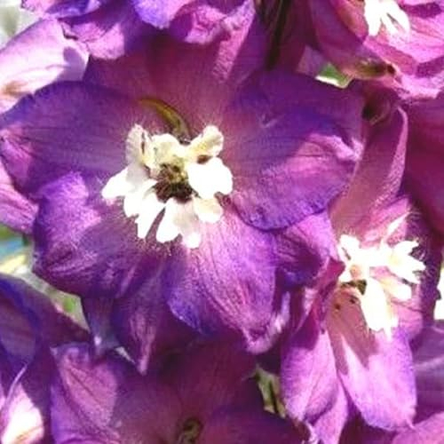 6 x Delphinium 'Astolat' - Pacific Rittersporn Astolat Topf 9x9cm