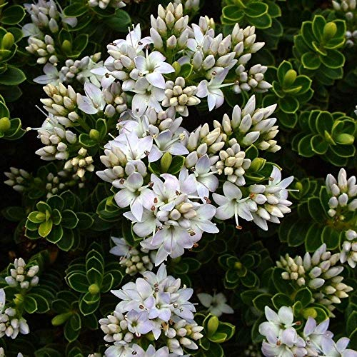 Hebe 'Vernicosa', arbusto da giardino sempreverde con fioritura, verniciato | Vaso 9cm