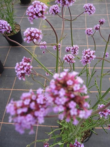 Verbena bonariensis Purple Tower - Patagonisches Eisenkraut - Verbene