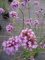 Verbena bonariensis Purple Tower - Patagonisches Eisenkraut - Verbene