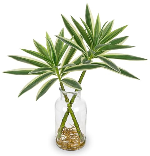 Oairse Künstliche Dracaena-Pflanze in Glasvase mit Künstlichem Wasser Dekorative Kunstpflanze, Künstliche Dracaena Reflexa Zimmerpflanze für die Dekoration von Zuhause, Büro, Küche, Badezimmer, Tisch