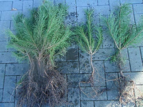 25st. Kiefer Pinus sylvestris 30-60cm Waldkiefer Wurzelware Forstpflanzen Nadelgehölze