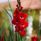 Gladiolenzwiebeln MehrjäHrig Winterhart Blumenzwiebeln Balkon Deko Blumen Exotische Pflanzen Winterharte Gladiolen Gartenblumen Balkonpflanzen KüBelpflanzen 10 Winterharte Gladiolen Zwiebel Rot