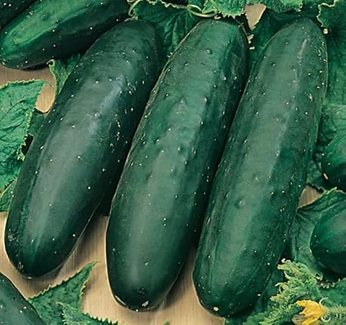 Semillas Planta Pepino para Cultivar en Huerto Urbano