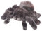 Apricot Lamb Spinne Plüschtiere für Kinder, weiche niedliche Kuscheltier für Baby Mädchen und Jungen, Flauschige Halloween Spinne Schwarz 20 cm