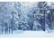 150x100cm Winter Wald Schnee Hintergrund Weihnachten Neujahr Outdoor Schneefeld Fotografie Hintergrund Deep Forest Woodland Snowy Scenery Fotografie Hintergrund Photo Booth Prop