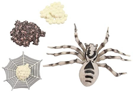 BCOATH Wolfspinne Tiermodell Kinderspielzeug Realistische Simulation Evolution Modell Partydekoration Lernspielzeug Für Kinder