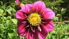 15+ Rose farbige Mignon-Dahlie/jährliche Blumensamen