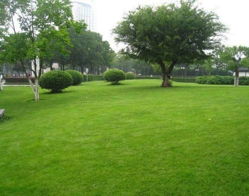 Pinkdose Rohrschwingel Gras Samen - Rasen Grassamen