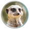 Deluxebase Magnidome Meerkat Fridge Magnet – Crystal Glass Dome Animal Magnets for Fridges, Decorative Strong Magnet for Kitchen Accessories, Novelty Gifts and Cute Home Decor.