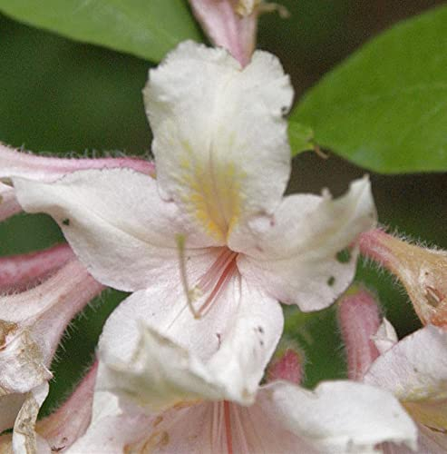 Baumartige Azalee 50-60cm - Rhododendron arborescens