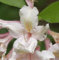 Baumartige Azalee 50-60cm - Rhododendron arborescens
