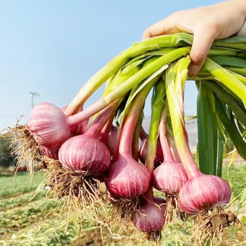 4knoblauch, pflanzknoblauch kräutergarten, exotische seltene schattenpflanzen, kräutergarten küche