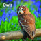 Bright Day Monats-Wandkalender 2025, Eulen, 30,5 x 30,5 cm, niedliches Naturfotografie-Geschenk