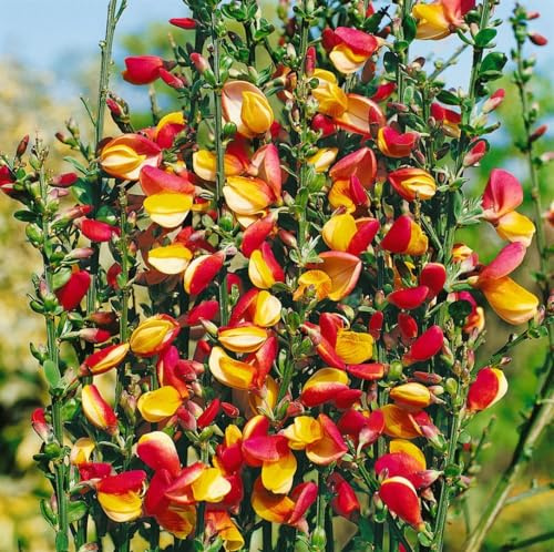 Besenginster Cytisus scoparius Erlkönig 60-80 cm winterhart | Gelbe Bluetenpracht, sonniger Standort, robust, ideal als Sichtschutz, bienenfreundlich, schnittvertraeglich