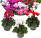 Plant in a Box - Cyclamen Persicum - 3er Mix - Blühende Zimmerpflanzen - Topf 9cm - 10-20cm