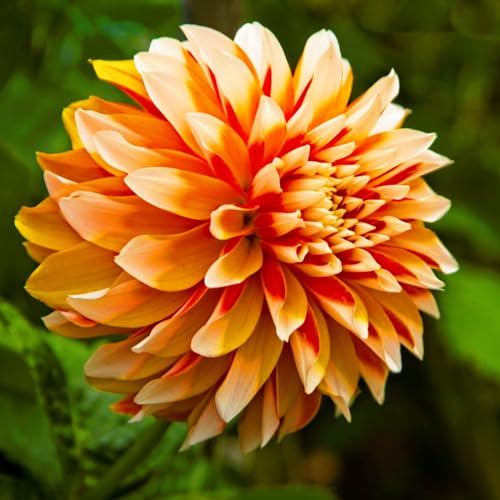 Dahlien Knollen-Winterhart MehrjäHrig,Dahlien Zwiebeln,Dahlien Knollen,Dahlien Knollen Winterhart Mix,Gartenblumen,Landschaftspflanzen,Bonsai Pflanze-10Knollen-d