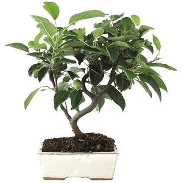 Bonsái de Manzano con Maceta Decorativa Ideal para Coleccionistas o para Regalar