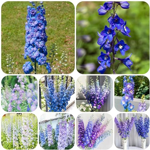 semi di delphinium Delphinium elatum piante esotiche in vaso, verdi da giardino fiori selvatici bonsai estivi, recisi 30pcs