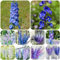 semi di delphinium Delphinium elatum piante esotiche in vaso, verdi da giardino fiori selvatici bonsai estivi, recisi 30pcs