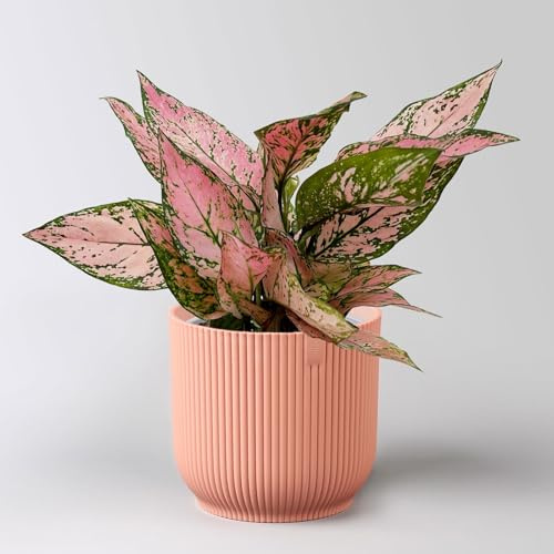 Aglaonema 'Pink', Topf-Ø 12 cm, mit Übertopf Vibes rosa
