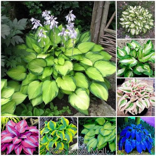 Hosta pflanze mix,Hostas funkien,Funkienzwiebeln, kältebeständige mehrjährige Pflanzen,Hosta mix pflanze winterhart-15zwiebeln-D