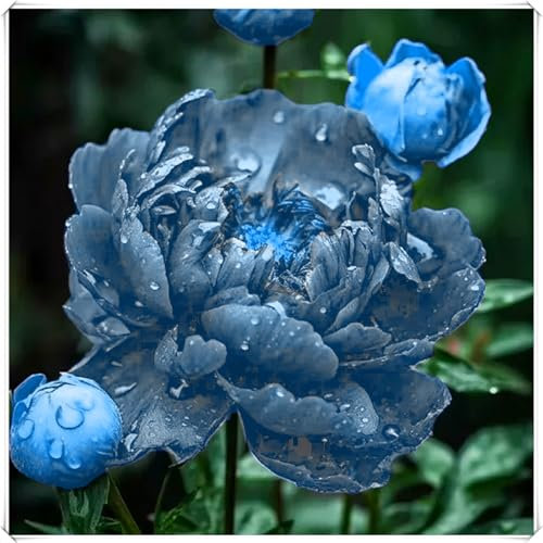 Kältebeständige großblumige Pfingstrosen sind mehrjährige Blumenzwiebeln mit leuchtenden und schönen Farben. Einfach zu züchtende und äußerst dekorative Vasen-Schnittblumen-1 zwiebel-E