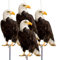 Anti Pigeon pour Balcon, Effaroucheur Oiseaux, Repulsif Pigeon, Effaroucheur Pigeons, Carton Hibou avec Réfléchissant Bande Anti Corbeau Anti Pigeons pour Jardin Garage lot de 4 Epouvantail Oiseaux