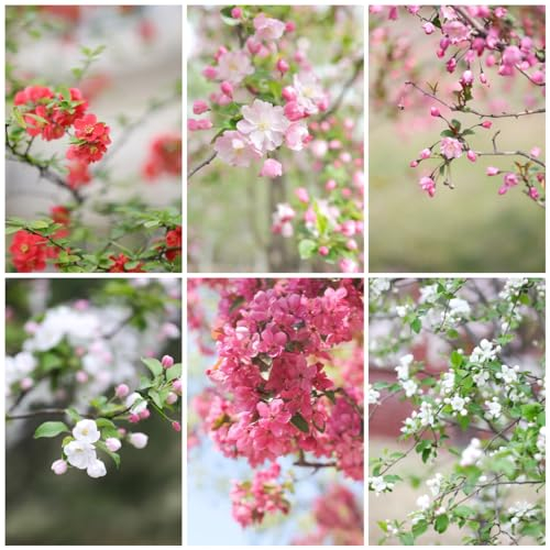 200 pcs begonien pflanzen samen stauden winterhart geschenke garten begonie hängend samen - Malus spectabilis - blumen samen mehrjährige kübelpflanzen winterharte stauden für pralle