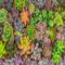 80 semi misti di piante succulente