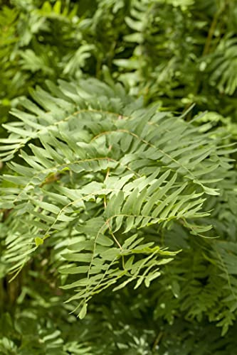 Königsfarn 30-40 cm Topf Osmunda regalis winterhart mehrjährig | Osmunda regalis, aufrecht, ausladend, sommergrün, keine Blüten, Halbschatten bis Schatten, Teichrand, winterhart bis -20 °C