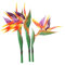 3 piezas de flor permanente grande de pájaro del paraíso de 29 pulgadas, Strelitzia que imita plantas tropicales,flores artificiales para oficina en casa, tallo de flores de 0.3 pulgadas (naranja)
