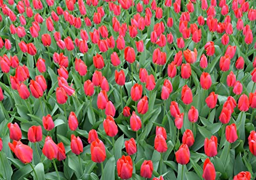 HANSEPUZZLE 105298 - Tulpen Puzzle 130 Teile | Natur Puzzle mit hochwertiger Puzzle Aufbewahrung: Kartonbox und wiederverschließbarem Beutel | Puzzle-Maße: 28,7 x 20 cm