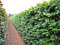 30 Stk. Rotbuche Rotbuchenhecke Wurzelware 80-120 cm hoch - Fagus sylvatica - Garten von Ehren®