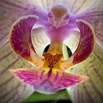 Vista 50 Samen/Beutel Weltweit Seltene Blume Japanische Radiata Samen Für Garten & Zuhause Pflanzen Weiße Taube Orchidee Samen Weiße Blumen Orchidee Samen