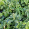 24 x Dickmännchen 'Green Sheen' - Pachysandra terminalis 'Green Sheen' Topf 9x9cm, für 3m² : Der glänzende Bodendecker für grüne Gärten