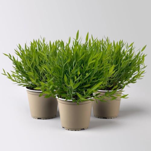 Zimmerbambus, Topf-Ø 12cm, 3 Pflanzen