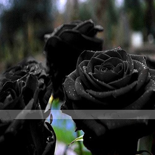 Seed Rosa Arbusto della pianta del fiore Zennixplus Turchia Nero