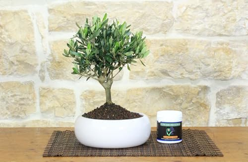 Pollice Verde Bonsai Olivo con Concime Granulare Incluso – Kit Nutrimento Completo – Pianta Vera in Ciotola Bianca (Ø 20cm) – Olea Europaea Vigorosa (Bonsai + Concime)