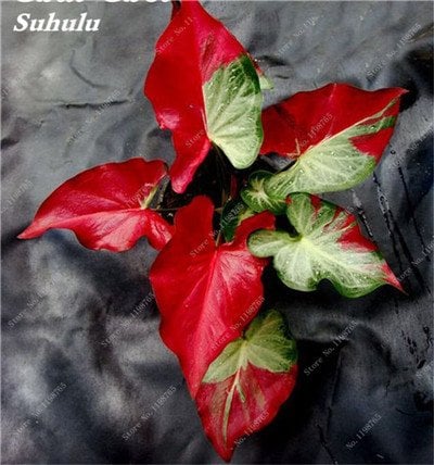 Hot 100 PCS janpanse Buntnessel Samen seltener Color Buntnessel Samen Schöne begeistert Pflanzen Blumen Bonsai Samen für Home Garden 2