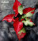 Hot 100 PCS janpanse Buntnessel Samen seltener Color Buntnessel Samen Schöne begeistert Pflanzen Blumen Bonsai Samen für Home Garden 2