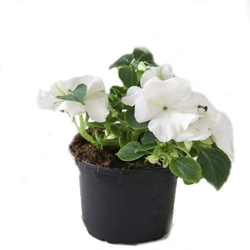 Impatiens Natural Plantas con Flores Exuberantes que Florecen Durante Todo el Año