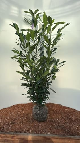 25 x Kirschlorbeer Genolia® 125-150cm als Ballenware | Immergrüne Heckenpflanze schmal & schnellwachsend | winterhart | Sichtschutz Lorbeerkirsche sofort pflanzbar