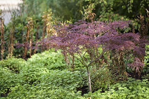 Acer palmatum 'Inaba-shidare' 40–60 cm – Winterhart, Mehrjährig, Pflegeleicht – Japanischer Ahorn – Ziergehölz für Garten & Kübel
