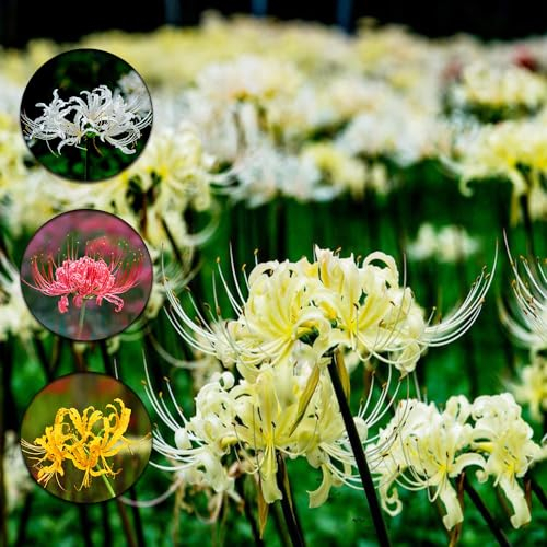 9 pcs spinnenlilie zwiebeln, hochbeet balkon pflanztöpfe blumenzwiebeln frühblüher Lycoris Radiata - blutblume zwiebel - Seltene Pflanzenserie - balkon deko winterharte kübelpflanzen