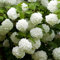 YouGarden Viburnum Opulus 'Roseum' Snowball Tree in 2-3 Litre Pot, Evergreen Shrubs Autumn Flowering Plants, Outdoor Plants for Pots All Year Round, Outdoor Shrubs for Gardens Viburnum
