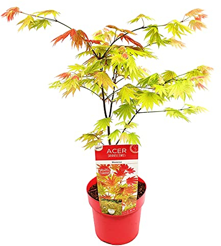 Bloomique - Acer Shirasawanum Moonrise - Japanischer Ahorn - Gartenpflanzen - Winterhart - 50-70 cm Hoch - Topf 19 cm