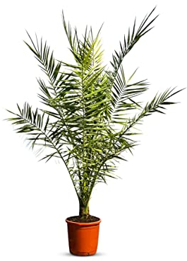 PHOENIX CANARIENSIS 160-180 cm